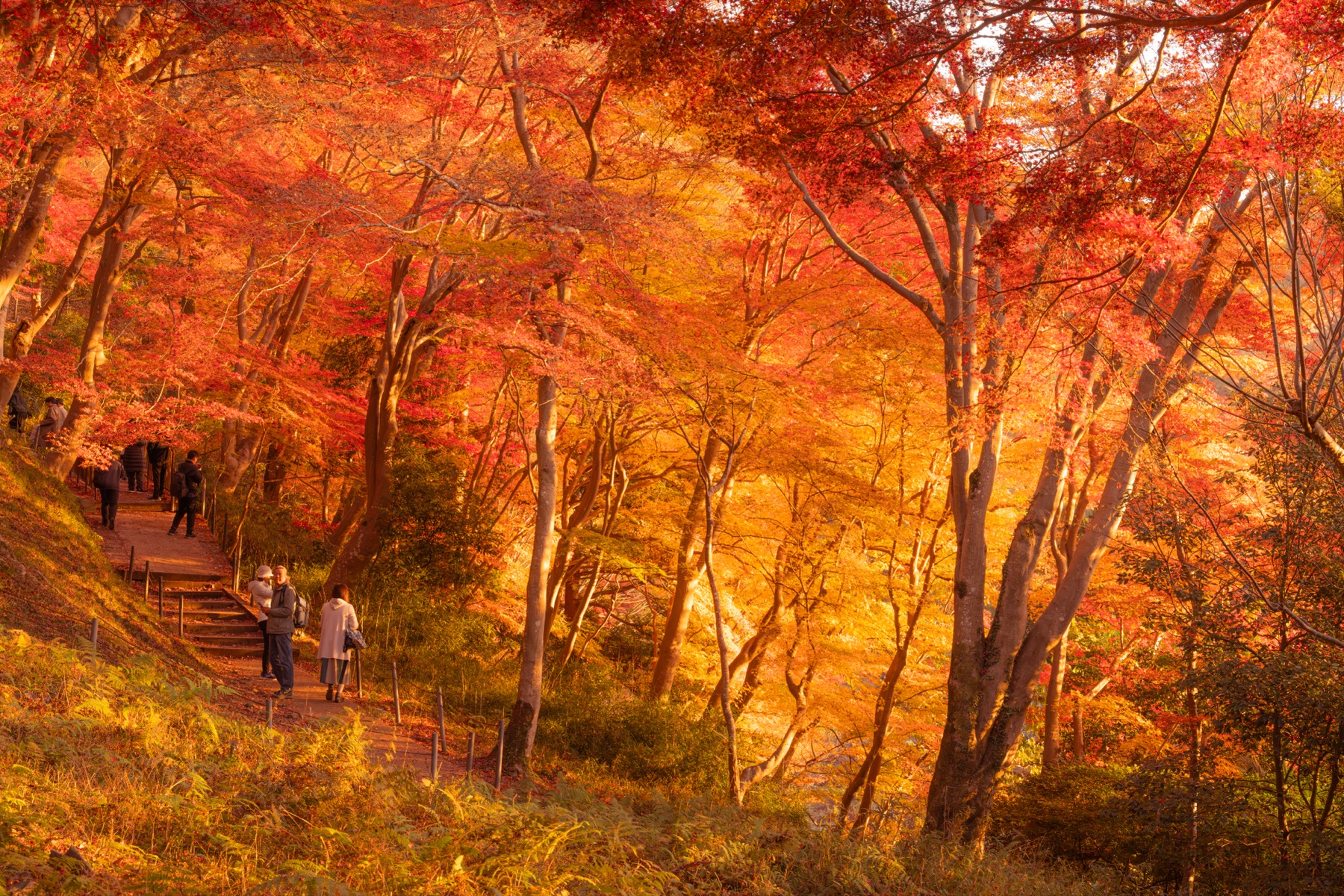 秋日京都 第 4 张照片